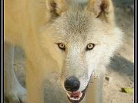 Toto je vlk.